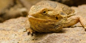 What Causes a Bearded Dragon to Act Lazy or Lethargic