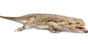 The Best Insects To Feed a Bearded Dragon