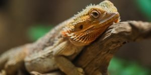 12 Common Mistakes Bearded Dragon Owners Make